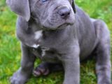 Cane Corso  Bebekleri̇mi̇z