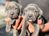 Cane Corso  Bebekleri̇mi̇z