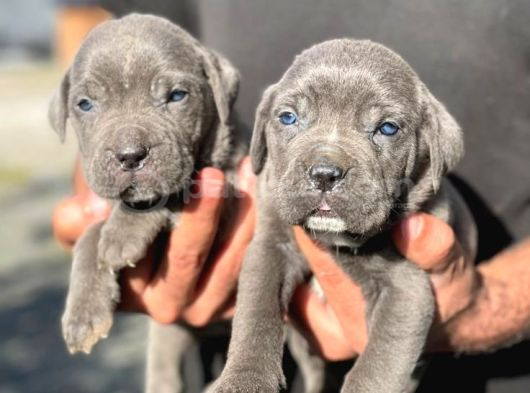 CANE CORSO  BEBEKLERİMİZ