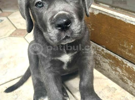 Cane Corso  Bebekleri̇mi̇z görsel