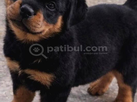 A Kali̇te Rottwei̇ler Yavrular görsel