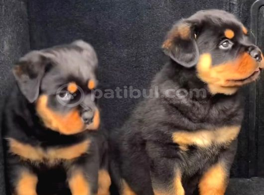A Kali̇te Rottwei̇ler Yavrular görsel