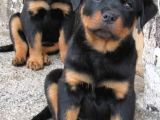 A Kali̇te Rottwei̇ler Yavrular