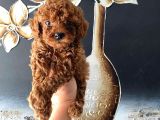 Tüy Dökmeyen Pet eğitimli toy poodle