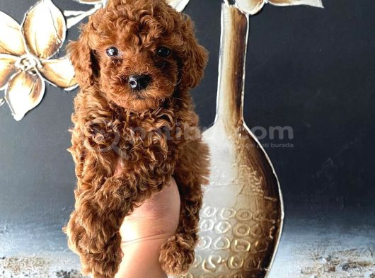 Tüy Dökmeyen Pet eğitimli toy poodle