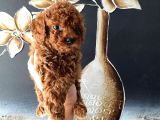 Tüy Dökmeyen Pet Eğitimli Toy Poodle