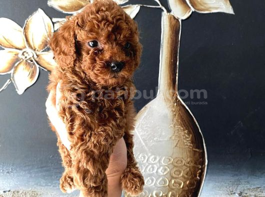 Tüy Dökmeyen Pet Eğitimli Toy Poodle görsel