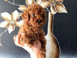 Tüy Dökmeyen Pet Eğitimli Toy Poodle