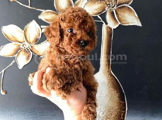 Tüy Dökmeyen Pet Eğitimli Toy Poodle görsel
