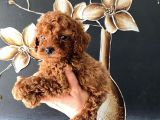 Tüy Dökmeyen Pet Eğitimli Toy Poodle