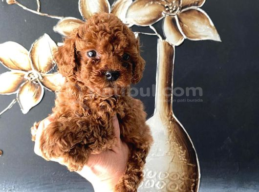 Tüy Dökmeyen Pet Eğitimli Toy Poodle görsel