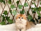 British Longhair Golden Dişi