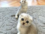 Silver Tabby Scottish Fold İstanbul