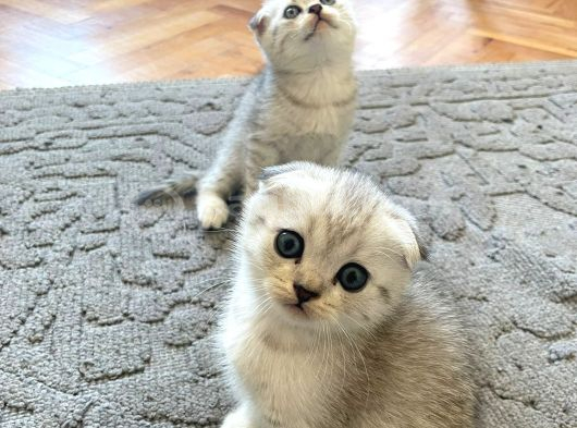 Silver Tabby Scottish Fold İstanbul görsel