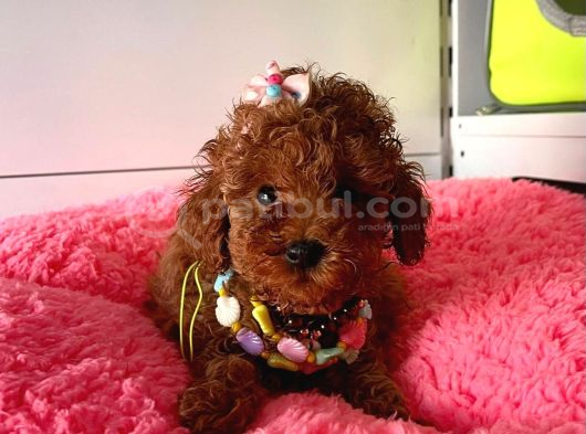 Akıllı Wc Eğtiml Aşılı Toy Poodle Bebekleri görsel