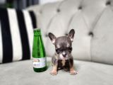 IRKININ EN İYİSİ MİCRO ERKEK LİLACTAN FRENCH BULLDOG YAVRUM