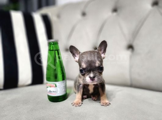 IRKININ EN İYİSİ MİCRO ERKEK LİLACTAN FRENCH BULLDOG YAVRUM