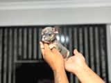 Irkinin En İyi̇si̇ Mi̇cro Erkek Li̇lactan French Bulldog Yavrum