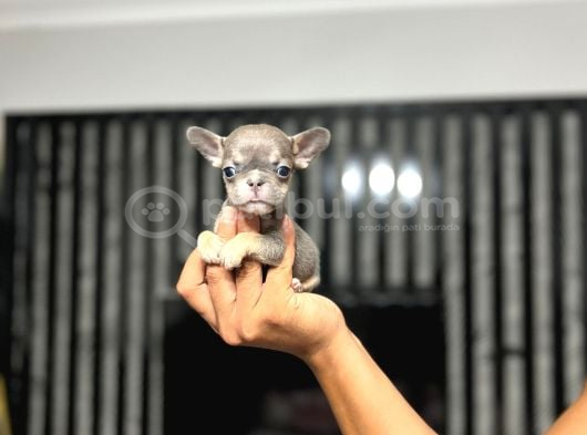 Irkinin En İyi̇si̇ Mi̇cro Erkek Li̇lactan French Bulldog Yavrum görsel