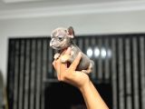 Irkinin En İyi̇si̇ Mi̇cro Erkek Li̇lactan French Bulldog Yavrum