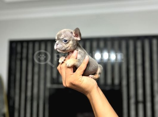 Irkinin En İyi̇si̇ Mi̇cro Erkek Li̇lactan French Bulldog Yavrum görsel