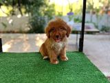 Erkek Ve Di̇şi̇ Malti̇poo Yavrularim Mevcuttur