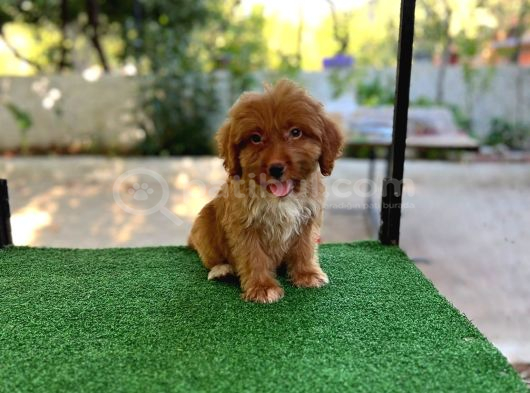 ERKEK VE DİŞİ MALTİPOO YAVRULARIM MEVCUTTUR