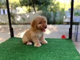 Erkek Ve Di̇şi̇ Malti̇poo Yavrularim Mevcuttur