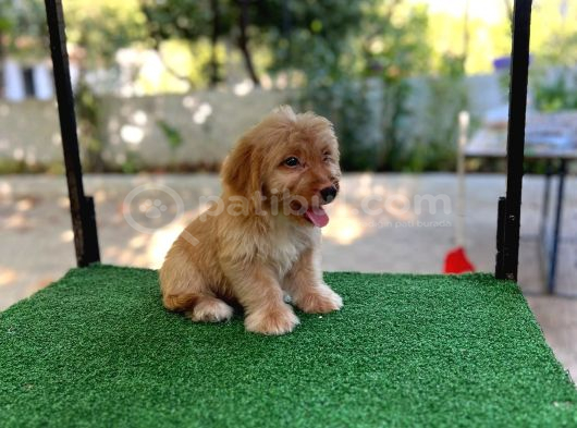 Erkek Ve Di̇şi̇ Malti̇poo Yavrularim Mevcuttur görsel