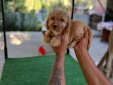 Erkek Ve Di̇şi̇ Malti̇poo Yavrularim Mevcuttur