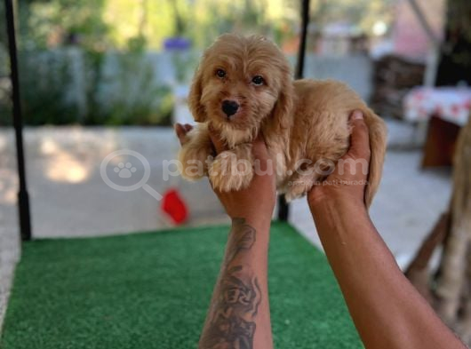 Erkek Ve Di̇şi̇ Malti̇poo Yavrularim Mevcuttur görsel