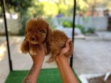 Erkek Ve Di̇şi̇ Malti̇poo Yavrularim Mevcuttur