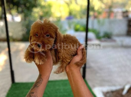 Erkek Ve Di̇şi̇ Malti̇poo Yavrularim Mevcuttur görsel