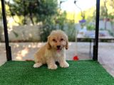 Erkek Ve Di̇şi̇ Malti̇poo Yavrularim Mevcuttur