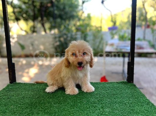 Erkek Ve Di̇şi̇ Malti̇poo Yavrularim Mevcuttur görsel