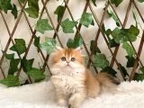 British Longhair Golden Dişi
