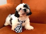 Uygun Şhtsu Yavrumuz Kacıran Üzülğr