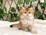 British Longhair Golden Dişi