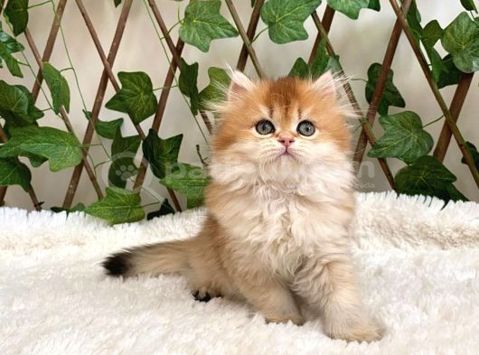 British Longhair Golden Dişi görsel