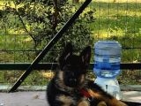 Scr Li̇ Alman Kurdu Son 2 Yavru