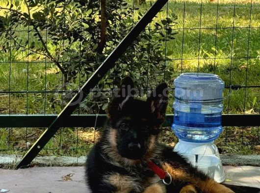 Scr Li̇ Alman Kurdu Son 2 Yavru görsel