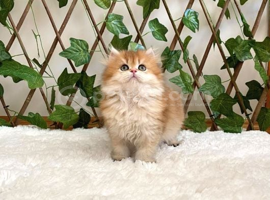 British Longhair Golden Dişi görsel