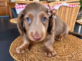Long Hair Dachshund Yavru