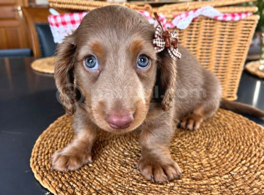 Long Hair Dachshund Yavru görsel