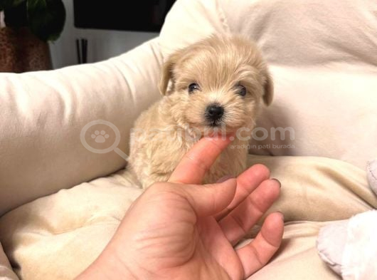 Malti̇poo Ci̇nsi̇ Yavrular Ev Üreti̇mi̇ görsel