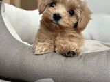 Malti̇poo Ci̇nsi̇ Yavrular Ev Üreti̇mi̇