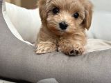 Malti̇poo Ci̇nsi̇ Yavrular Ev Üreti̇mi̇