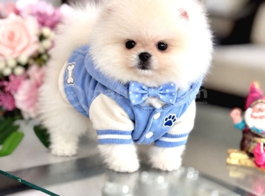 MİNİ BOY AYICIK