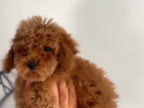 2 Aylik Safkan Tea Cup Toy Poodle
