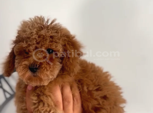 2 Aylik Safkan Tea Cup Toy Poodle görsel